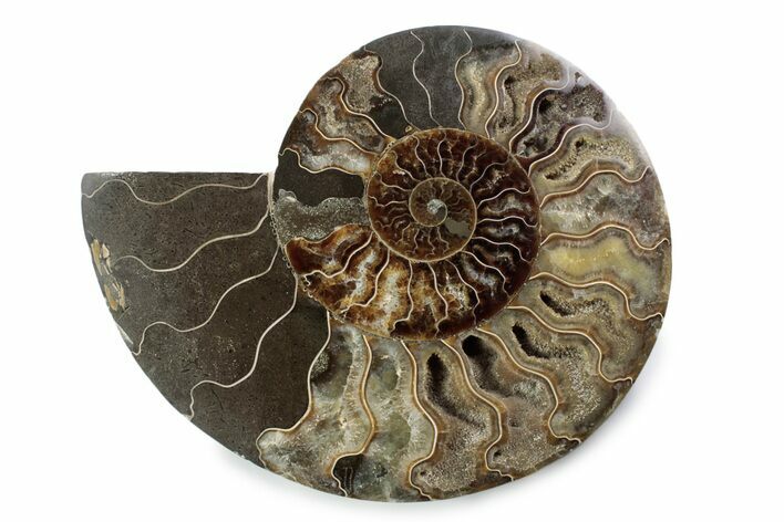 Cut & Polished Ammonite Fossil (Half) - Madagascar #362382